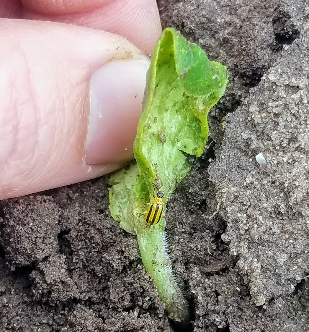 Striped cucumber beetle